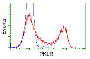 PKLR Antibody - HEK293T cells transfected with either overexpress plasmid (Red) or empty vector control plasmid (Blue) were immunostained by anti-PKLR antibody, and then analyzed by flow cytometry.