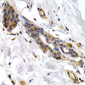 PKLR Antibody - Immunohistochemistry of paraffin-embedded human normal breast.