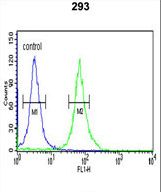 PKM / Pyruvate Kinase, Muscle Antibody - PKM2 (N-term E131) Antibody flow cytometry of 293 cells (right histogram) compared to a negative control cell (left histogram). FITC-conjugated goat-anti-rabbit secondary antibodies were used for the analysis.