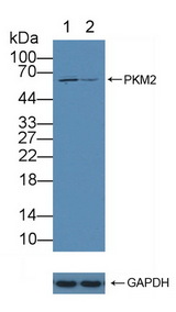 PKM / Pyruvate Kinase, Muscle Antibody - Knockout Varification: Lane 1: Wild-type MCF7 cell lysate; Lane 2: PKM2 knockout MCF7 cell lysate; Predicted MW: 56,58kd Observed MW: 60kd Primary Ab: 2µg/ml Rabbit Anti-Human PKM2 Antibody Second Ab: 0.2µg/mL HRP-Linked Caprine Anti-Rabbit IgG Polyclonal Antibody