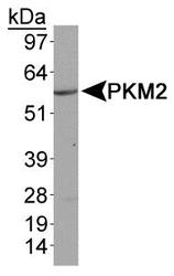 PKM / Pyruvate Kinase, Muscle Antibody - PKM2 Antibody - Western blot of PKM2 in MCF7 whole cell lysates.  This image was taken for the unconjugated form of this product. Other forms have not been tested.