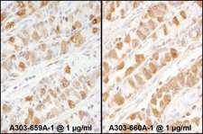 PKM / Pyruvate Kinase, Muscle Antibody - Detection of Human PKM2 by Immunohistochemistry. Samples: FFPE sections of human stomach. Antibody: Affinity purified rabbit anti-PKM2 used at a dilution of 1:1000. Detection: DAB.