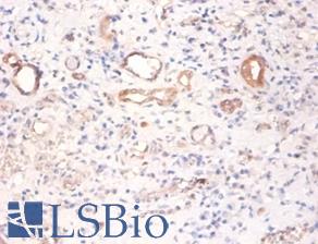 PKM / Pyruvate Kinase, Muscle Antibody - Immunohistochemistry of paraffin-embedded human kidney using PKM / Pyruvate Kinase antibody at dilution of 1:100.  This image was taken for the unconjugated form of this product. Other forms have not been tested.