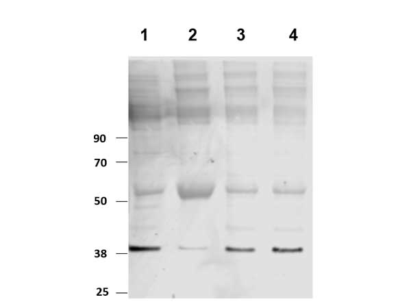 PKM / Pyruvate Kinase, Muscle Antibody - Western Blot of rabbit Anti-PKM2 antibody. Lane 1 and 2: iPSC lysate. Lane 3 and 4: myeloid lysate (iPSC derived). Load: 100 µg per lane. Primary antibody: PKM2 antibody at 1:1000 for overnight at 4°C. Secondary antibody: rabbit secondary antibody at 1:10,000 for 45 min at RT. Block: 5% Odyssey blocking buffer for 120 min at RT. Predicted/Observed size: 57 kda for PKM2. Other band(s): PKM2 splice variants and isoforms as PKM2 is a highly modified protein.