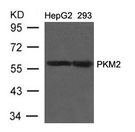 PKM / Pyruvate Kinase, Muscle Antibody - Western blot of extracts from HepG2 and 293 cells using PKM1/2 Antibody
