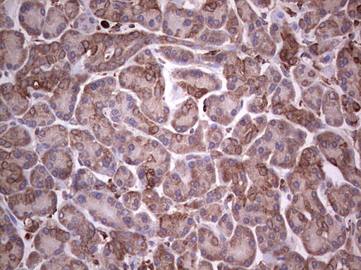 PKM2 Antibody - IHC of paraffin-embedded Human pancreas tissue using anti-PKM2 mouse monoclonal antibody.