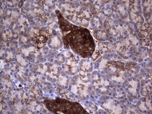 PKM2 Antibody - IHC of paraffin-embedded Human pancreas tissue using anti-PKM2 Mouse monoclonal antibody.
