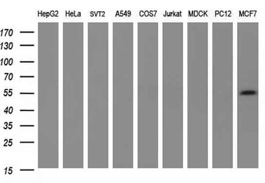 PKM2 Antibody - Western blot of extracts (35ug) from 9 different cell lines by using anti-PKM2 monoclonal antibody at 1:200 (HepG2: human; HeLa: human; SVT2: mouse; A549: human; COS7: monkey; Jurkat: human; MDCK: canine; PC12: rat; MCF7: human).