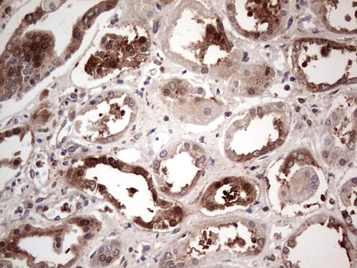 PKM2 Antibody - IHC of paraffin-embedded Human Kidney tissue using anti-PKM2 mouse monoclonal antibody.