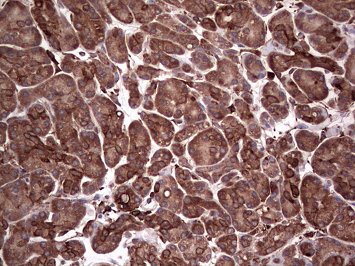 PKM2 Antibody - IHC of paraffin-embedded Human pancreas tissue using anti-PKM2 mouse monoclonal antibody.