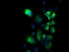 PKMYT1 Antibody - Anti-PKMYT1 mouse monoclonal antibody  immunofluorescent staining of COS7 cells transiently transfected by pCMV6-ENTRY PKMYT1.