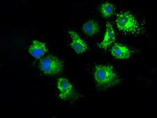 PKMYT1 Antibody - Anti-PKMYT1 mouse monoclonal antibody  immunofluorescent staining of COS7 cells transiently transfected by pCMV6-ENTRY PKMYT1.