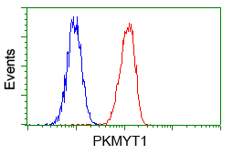 PKMYT1 Antibody - Flow cytometric analysis of Hela cells, using anti-PKMYT1 antibody, (Red) compared to a nonspecific negative control antibody (Blue).