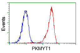 PKMYT1 Antibody - Flow cytometric analysis of Jurkat cells, using anti-PKMYT1 antibody, (Red) compared to a nonspecific negative control antibody (Blue).