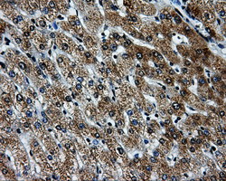 PKMYT1 Antibody - IHC of paraffin-embedded liver tissue using anti-PKMYT1 mouse monoclonal antibody. (Dilution 1:50).