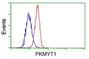 PKMYT1 Antibody - Flow cytometry of HeLa cells, using anti-PKMYT1 antibody, (Red) compared to a nonspecific negative control antibody (Blue).