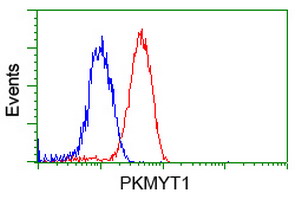 PKMYT1 Antibody - Flow cytometry of Jurkat cells, using anti-PKMYT1 antibody, (Red) compared to a nonspecific negative control antibody (Blue).