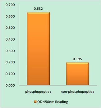PKMYT1 Antibody - The absorbance readings at 450 nM are shown in the ELISA figure.
