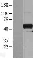PKMYT1 Protein - Western validation with an anti-DDK antibody * L: Control HEK293 lysate R: Over-expression lysate