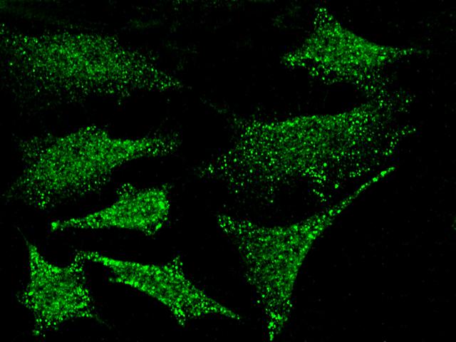 PKN1 Antibody - Immunofluorescence staining of PKN1 in Hela cells. Cells were fixed with 4% PFA, permeabilzed with 0.3% Triton X-100 in PBS, blocked with 10% serum, and incubated with rabbit anti-HUMAN PKN1 polyclonal antibody (dilution ratio 1:300) at 4°C overnight. Then cells were stained with the Alexa Fluor 488-conjugated Goat Anti-rabbit IgG secondary antibody (green). Positive staining was localized to cytoplasm and nucleus.