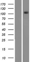 PKN1 Protein - Western validation with an anti-DDK antibody * L: Control HEK293 lysate R: Over-expression lysate