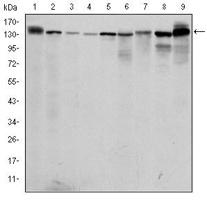 PKN2 Antibody - Western blot using PRK2 mouse monoclonal antibody against PC-12 (1), Cos7 (2), K562 (3), Jurkat (4), HeLa (5), A431 (6), C6 (7), NIH/3T3 (8) and HEK293 (9) cell lysate.