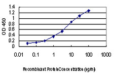 PKN2 Antibody - Detection limit for recombinant GST tagged PKN2 is approximately 0.1 ng/ml as a capture antibody.