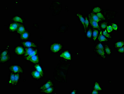 PKN2 Antibody - Immunofluorescent analysis of HepG2 Cells Cells at a dilution of 1:100 and Alexa Fluor 488-congugated AffiniPure Goat Anti-Rabbit IgG(H+L)