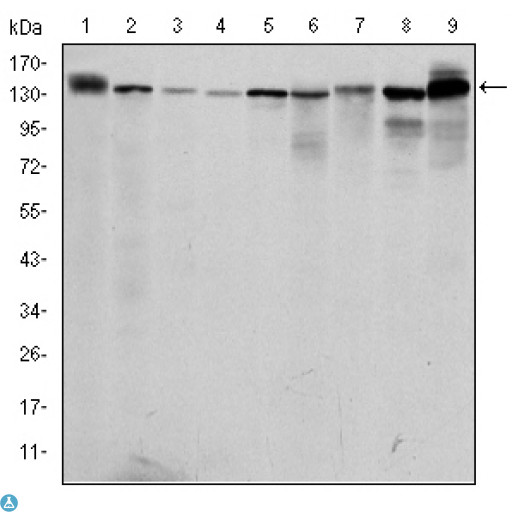 PKN2 Antibody - Western Blot (WB) analysis using PRK2 Monoclonal Antibody against PC-12 (1), Cos7 (2), K562 (3), Jurkat (4), HeLa (5), A431 (6), C6 (7), NIH/3T3 (8) and HEK293 (9) cell lysate.