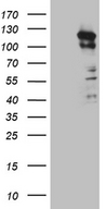 PKN3 Antibody - HEK293T cells were transfected with the pCMV6-ENTRY control. (Left lane) or pCMV6-ENTRY PKN3. (Right lane) cDNA for 48 hrs and lysed. Equivalent amounts of cell lysates. (5 ug per lane) were separated by SDS-PAGE and immunoblotted with anti-PKN3. (1:2000)