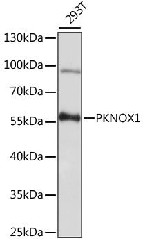 PKNOX1 / PREP1 Antibody - Western blot analysis of extracts of 293T cells, using PKNOX1 antibody at 1:1000 dilution. The secondary antibody used was an HRP Goat Anti-Rabbit IgG (H+L) at 1:10000 dilution. Lysates were loaded 25ug per lane and 3% nonfat dry milk in TBST was used for blocking. An ECL Kit was used for detection and the exposure time was 30s.