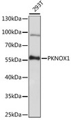 PKNOX1 / PREP1 Antibody - Western blot analysis of extracts of 293T cells, using PKNOX1 antibody at 1:1000 dilution. The secondary antibody used was an HRP Goat Anti-Rabbit IgG (H+L) at 1:10000 dilution. Lysates were loaded 25ug per lane and 3% nonfat dry milk in TBST was used for blocking. An ECL Kit was used for detection and the exposure time was 30s.