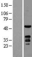 PKNOX1 / PREP1 Protein - Western validation with an anti-DDK antibody * L: Control HEK293 lysate R: Over-expression lysate