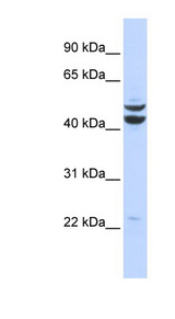 PKNOX2 Antibody - PKNOX2 antibody Western blot of 293T cell lysate. This image was taken for the unconjugated form of this product. Other forms have not been tested.