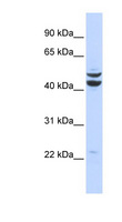 PKNOX2 Antibody - PKNOX2 antibody Western blot of 293T cell lysate. This image was taken for the unconjugated form of this product. Other forms have not been tested.