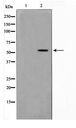 PKNOX2 Antibody - Western blot of HepG2 cell lysate using PKNOX2 Antibody
