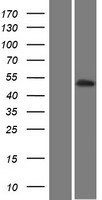 PKNOX2 Protein - Western validation with an anti-DDK antibody * L: Control HEK293 lysate R: Over-expression lysate