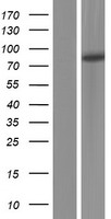 PKP3 / Plakophilin 3 Protein - Western validation with an anti-DDK antibody * L: Control HEK293 lysate R: Over-expression lysate