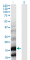 PLA2G10 Antibody - Western Blot analysis of PLA2G10 expression in transfected 293T cell line by PLA2G10 monoclonal antibody (M01), clone 5G11.Lane 1: PLA2G10 transfected lysate (Predicted MW: 18.2 KDa).Lane 2: Non-transfected lysate.