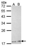 PLA2G12A Antibody - Sample (30 ug of whole cell lysate). A: H1299, B: Hela. 12% SDS PAGE. PLA2G12A antibody diluted at 1:1000.
