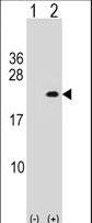 PLA2G12A Antibody - Western blot of PLA2G12A (arrow) using rabbit polyclonal PLA2G12A Antibody. 293 cell lysates (2 ug/lane) either nontransfected (Lane 1) or transiently transfected (Lane 2) with the PLA2G12A gene.