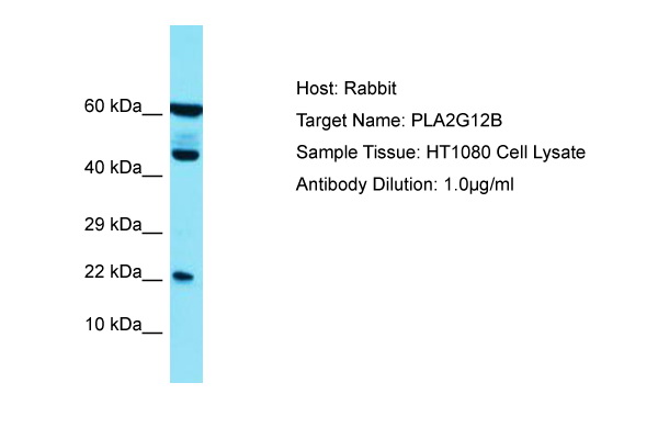 PLA2G12B Antibody -  This image was taken for the unconjugated form of this product. Other forms have not been tested.