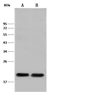 PLA2G12B Antibody - Anti-Pla2g12b rabbit polyclonal antibody at 1:500 dilution. Lane A: Mouse liver tissue lysate. Lane B: HT1080 Whole Cell Lysate. Lysates/proteins at 30 ug per laneSecondaryGoat Anti-Rabbit IgG (H+L)/HRP at 1/10000 dilution. Developed using the ECL technique. Performed under reducing conditions. Predicted band size: 22 kDa. Observed band size: 22 kDa.