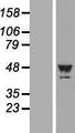 PLA2G15 / ACS Protein - Western validation with an anti-DDK antibody * L: Control HEK293 lysate R: Over-expression lysate