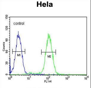 PLA2G16 / HRASLS3 Antibody - HRASLS3 Antibody flow cytometry of HeLa cells (right histogram) compared to a negative control cell (left histogram). FITC-conjugated goat-anti-rabbit secondary antibodies were used for the analysis.