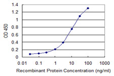PLA2G16 / HRASLS3 Antibody - Detection limit for recombinant GST tagged PLA2G16 is 0.1 ng/ml as a capture antibody.