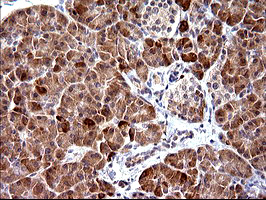PLA2G16 / HRASLS3 Antibody - IHC of paraffin-embedded Human pancreas tissue using anti-PLA2G16 mouse monoclonal antibody. (Heat-induced epitope retrieval by 10mM citric buffer, pH6.0, 120°C for 3min).