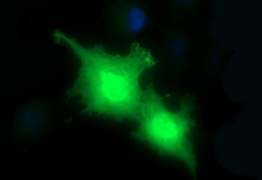 PLA2G16 / HRASLS3 Antibody - Anti-PLA2G16 mouse monoclonal antibody immunofluorescent staining of COS7 cells transiently transfected by pCMV6-ENTRY PLA2G16.