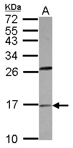 PLA2G1B Antibody - Sample (30 ug of whole cell lysate) A: HeLa 15% SDS PAGE PLA2G1B antibody diluted at 1:500