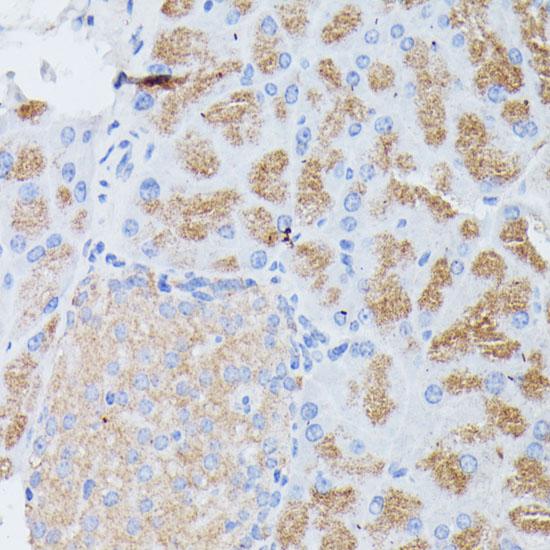 PLA2G1B Antibody - Immunohistochemistry of paraffin-embedded Mouse pancreas using PLA2G1B Polyclonal Antibody at dilution of 1:100 (40x lens).